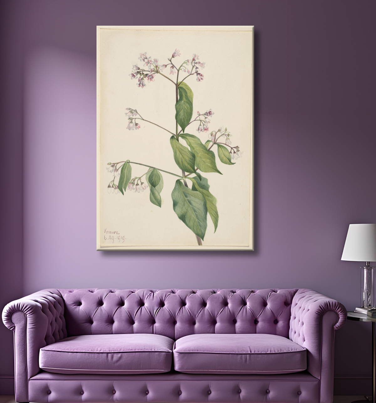 Reproduction Apocyum androsaemfolium (Apocyum androsaemfolium) de Mary Vaux Walcott, born Philadelphia, PA 1860-died St. Andrews, New Brunswick, Canada 1940 avec decor