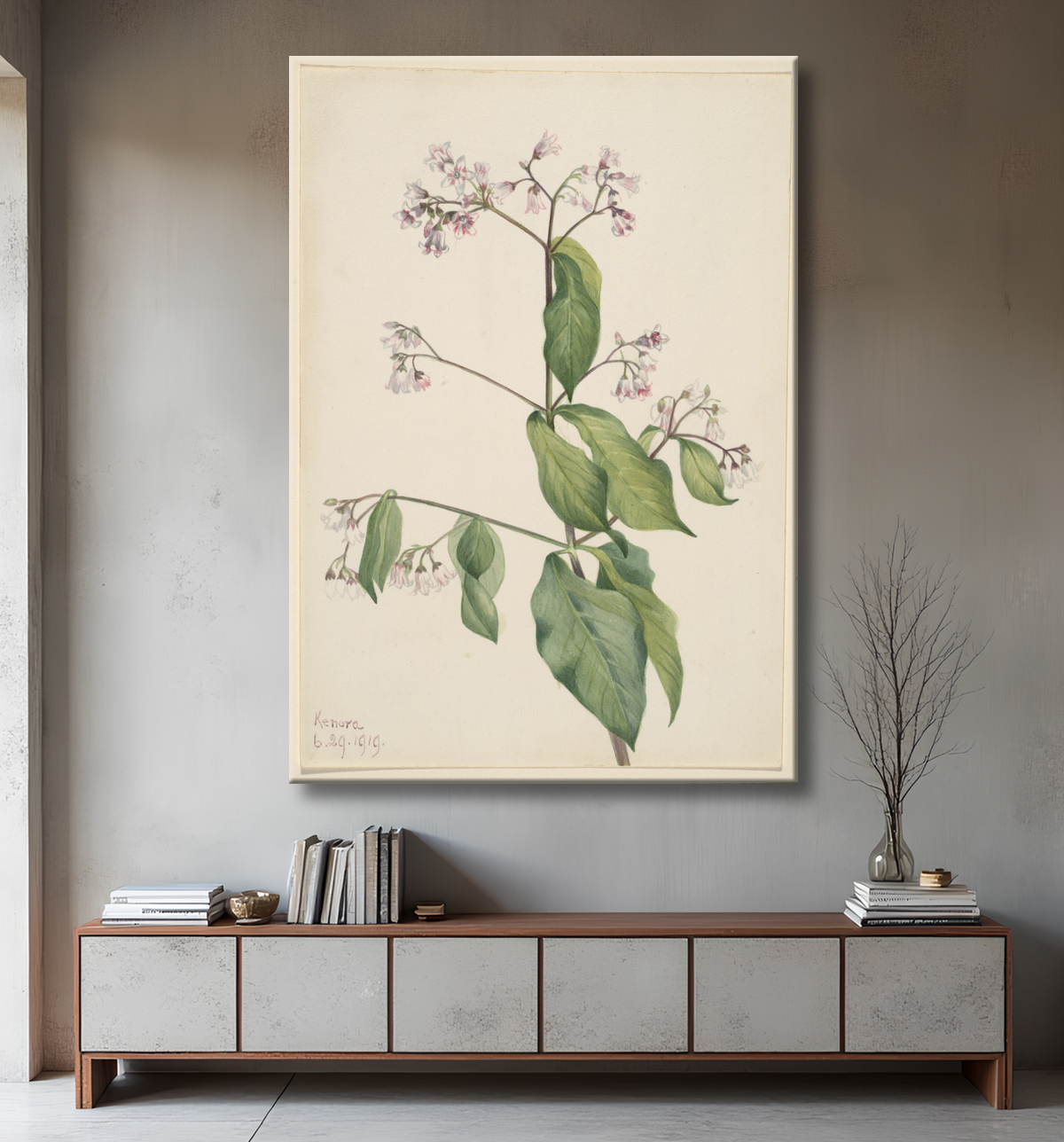 Reproduction Apocyum androsaemfolium (Apocyum androsaemfolium) de Mary Vaux Walcott, born Philadelphia, PA 1860-died St. Andrews, New Brunswick, Canada 1940 avec decor