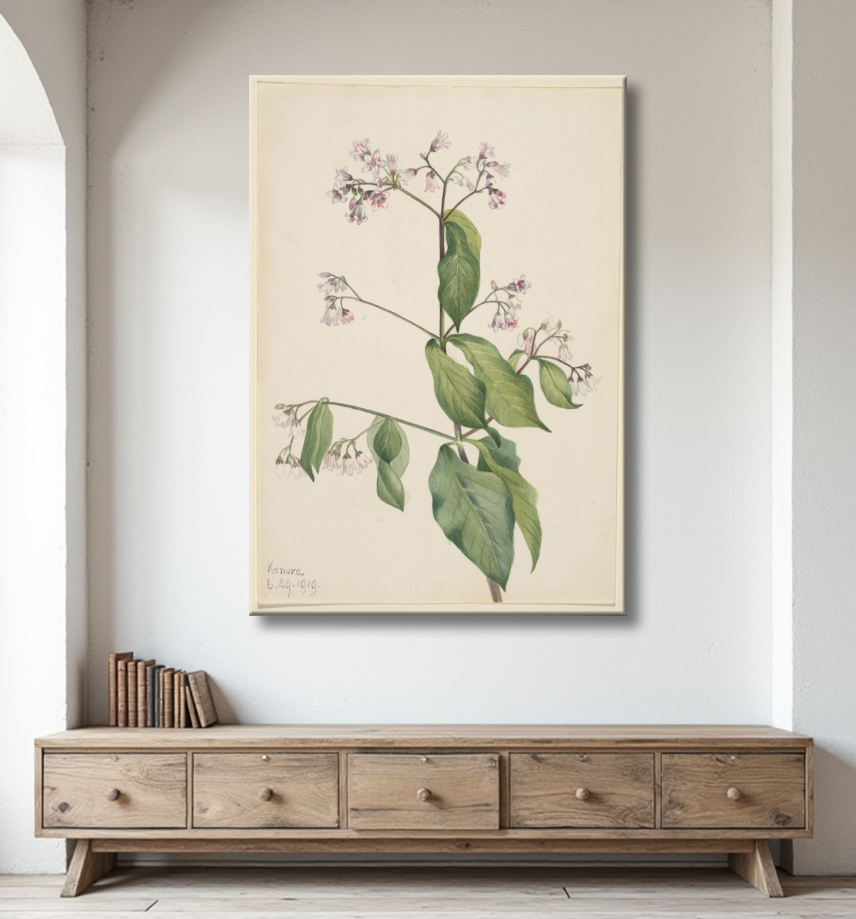 Reproduction Apocyum androsaemfolium (Apocyum androsaemfolium) de Mary Vaux Walcott, born Philadelphia, PA 1860-died St. Andrews, New Brunswick, Canada 1940 avec decor
