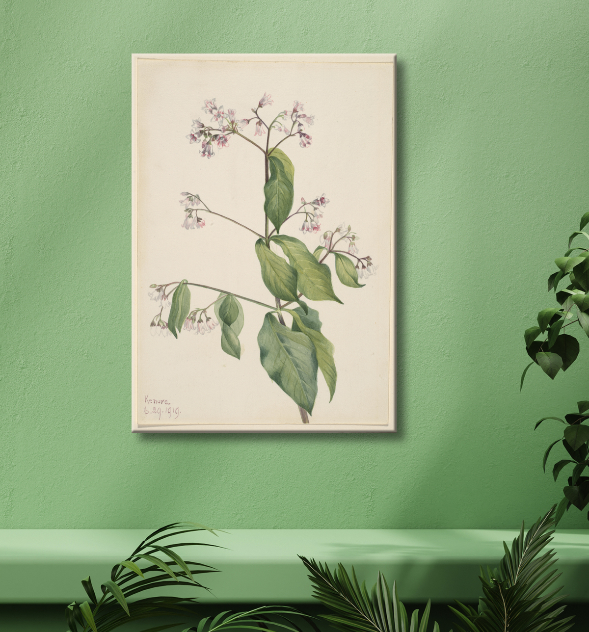 Reproduction Apocyum androsaemfolium (Apocyum androsaemfolium) de Mary Vaux Walcott, born Philadelphia, PA 1860-died St. Andrews, New Brunswick, Canada 1940 avec decor