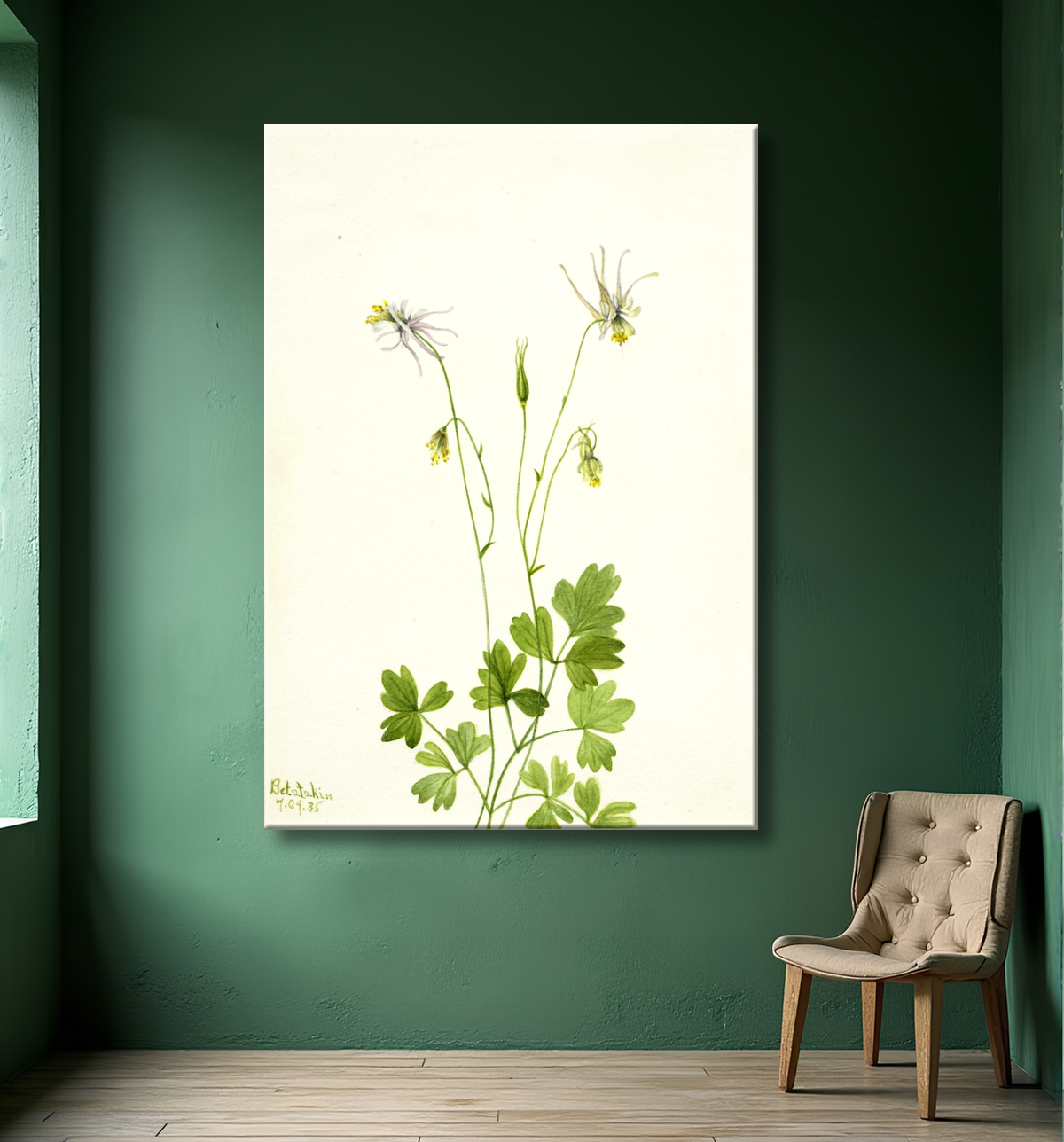 Reproduction Aquilegia ecalcarata de Mary Vaux Walcott, born Philadelphia, PA 1860-died St. Andrews, New Brunswick, Canada 1940 avec decor