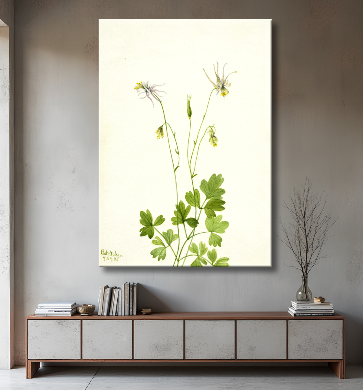 Reproduction Aquilegia ecalcarata de Mary Vaux Walcott, born Philadelphia, PA 1860-died St. Andrews, New Brunswick, Canada 1940 avec decor