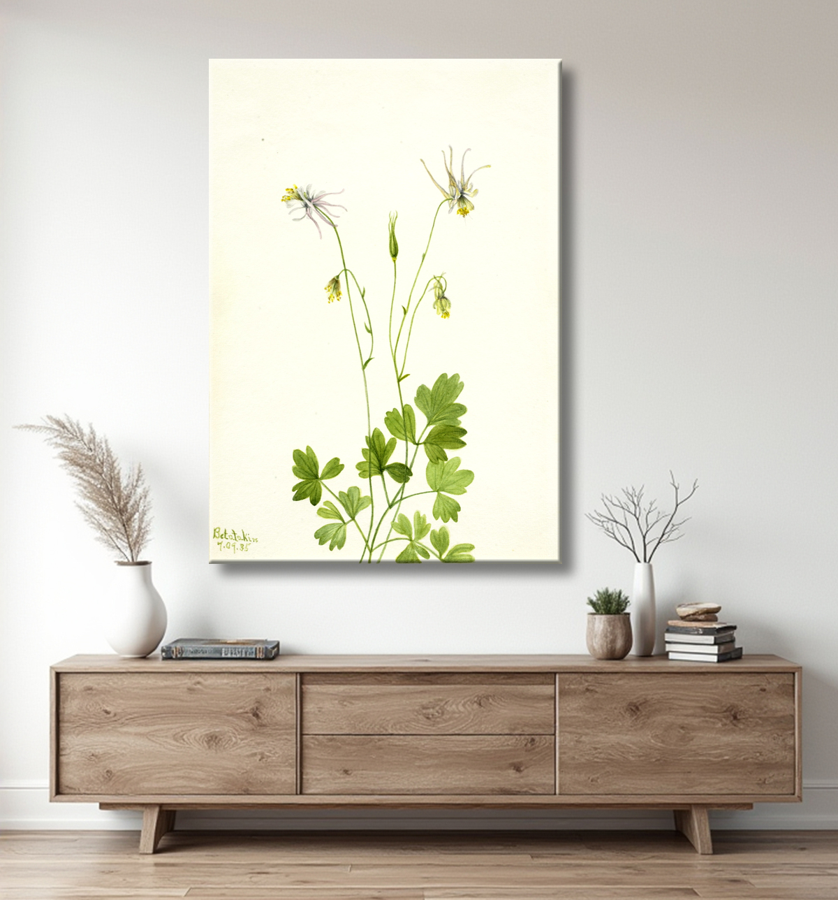 Reproduction Aquilegia ecalcarata de Mary Vaux Walcott, born Philadelphia, PA 1860-died St. Andrews, New Brunswick, Canada 1940 avec decor