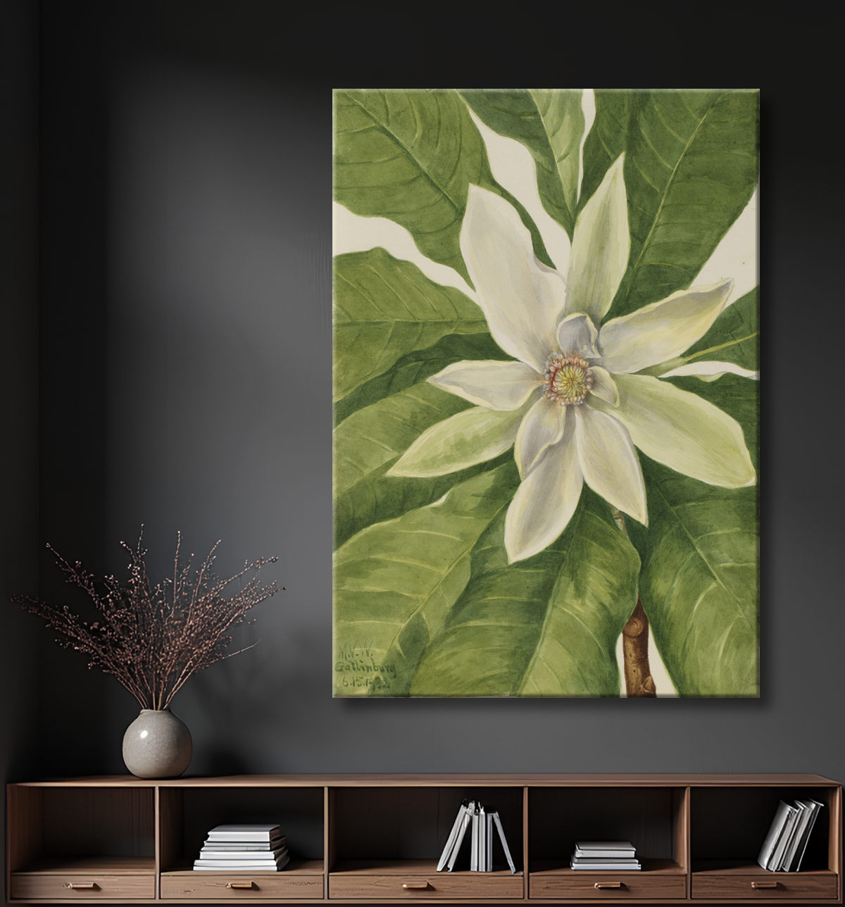 Reproduction Arbre parapluie (Magnolia tripetala) de Mary Vaux Walcott, born Philadelphia, PA 1860-died St. Andrews, New Brunswick, Canada 1940 avec decor