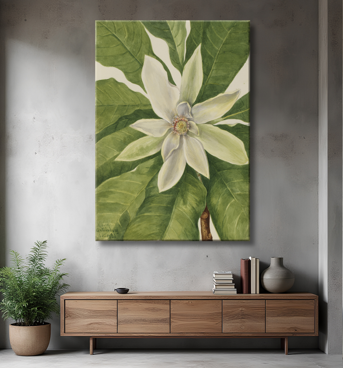Reproduction Arbre parapluie (Magnolia tripetala) de Mary Vaux Walcott, born Philadelphia, PA 1860-died St. Andrews, New Brunswick, Canada 1940 avec decor