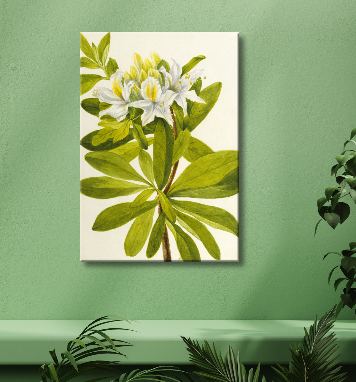 Reproduction Azalée occidentale (rhododendron occidental) de Mary Vaux Walcott, born Philadelphia, PA 1860-died St. Andrews, New Brunswick, Canada 1940 avec decor