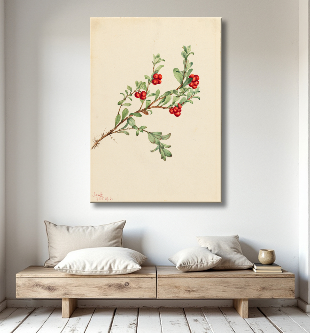 Reproduction Busserole (Arctostaphylos uva-ursi) de Mary Vaux Walcott, born Philadelphia, PA 1860-died St. Andrews, New Brunswick, Canada 1940 avec decor