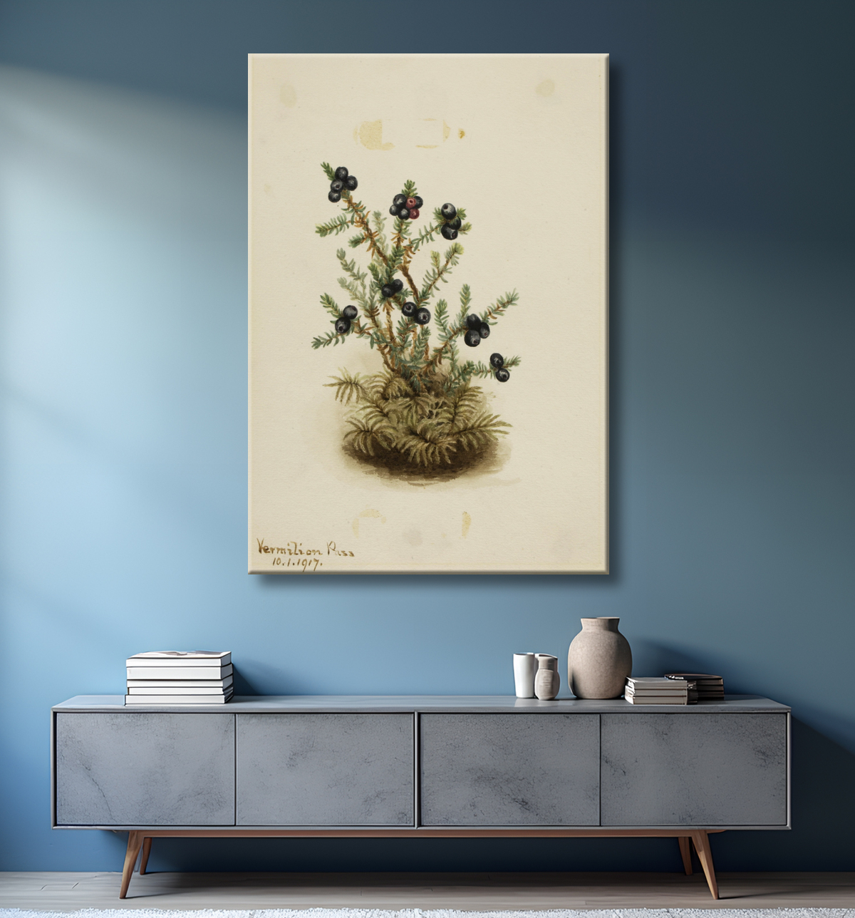 Reproduction Camarine noire (Sempetrum nigra) de Mary Vaux Walcott, born Philadelphia, PA 1860-died St. Andrews, New Brunswick, Canada 1940 avec decor