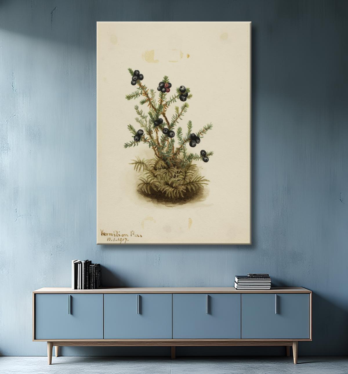 Reproduction Camarine noire (Sempetrum nigra) de Mary Vaux Walcott, born Philadelphia, PA 1860-died St. Andrews, New Brunswick, Canada 1940 avec decor