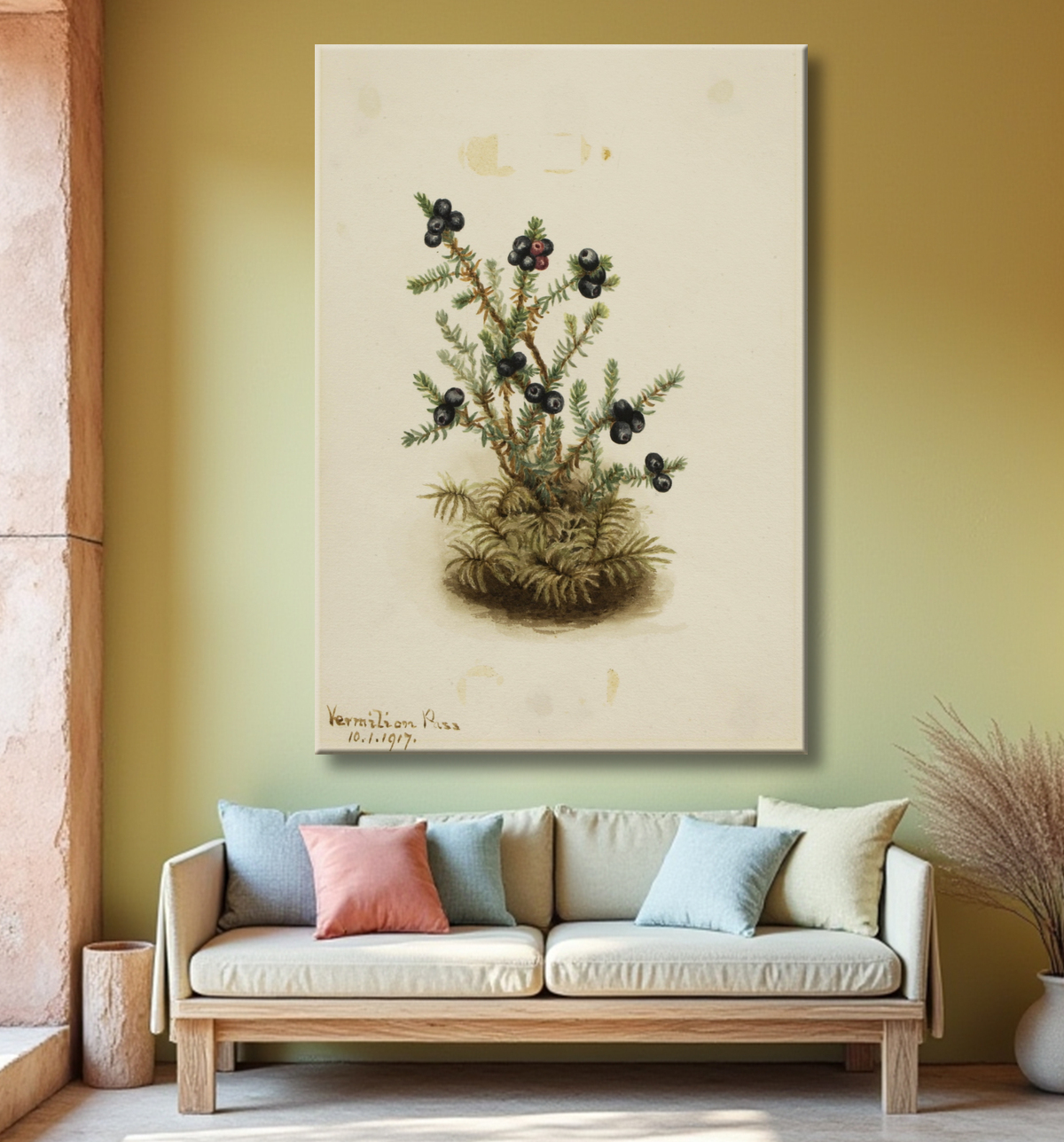 Reproduction Camarine noire (Sempetrum nigra) de Mary Vaux Walcott, born Philadelphia, PA 1860-died St. Andrews, New Brunswick, Canada 1940 avec decor
