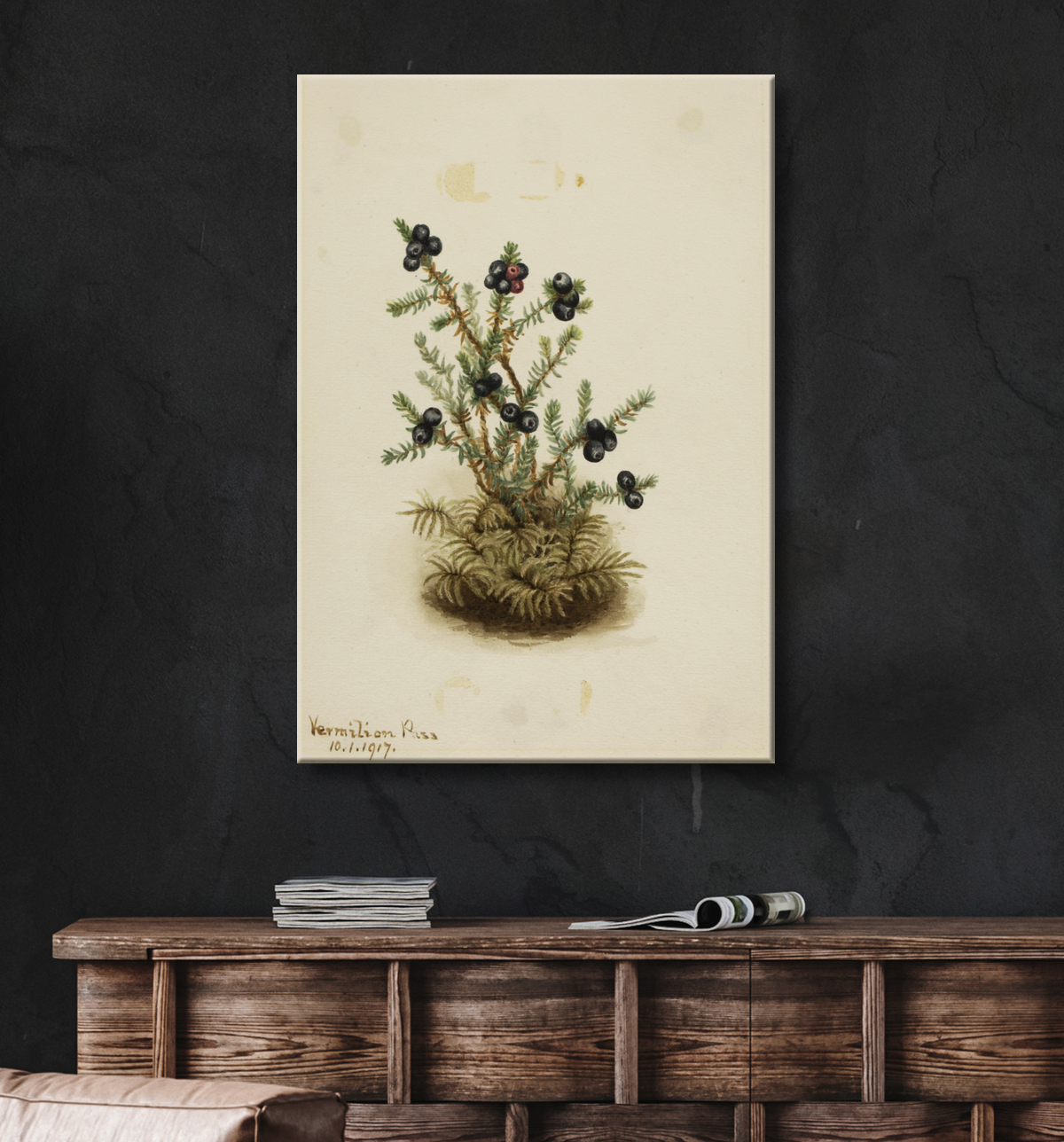Reproduction Camarine noire (Sempetrum nigra) de Mary Vaux Walcott, born Philadelphia, PA 1860-died St. Andrews, New Brunswick, Canada 1940 avec decor