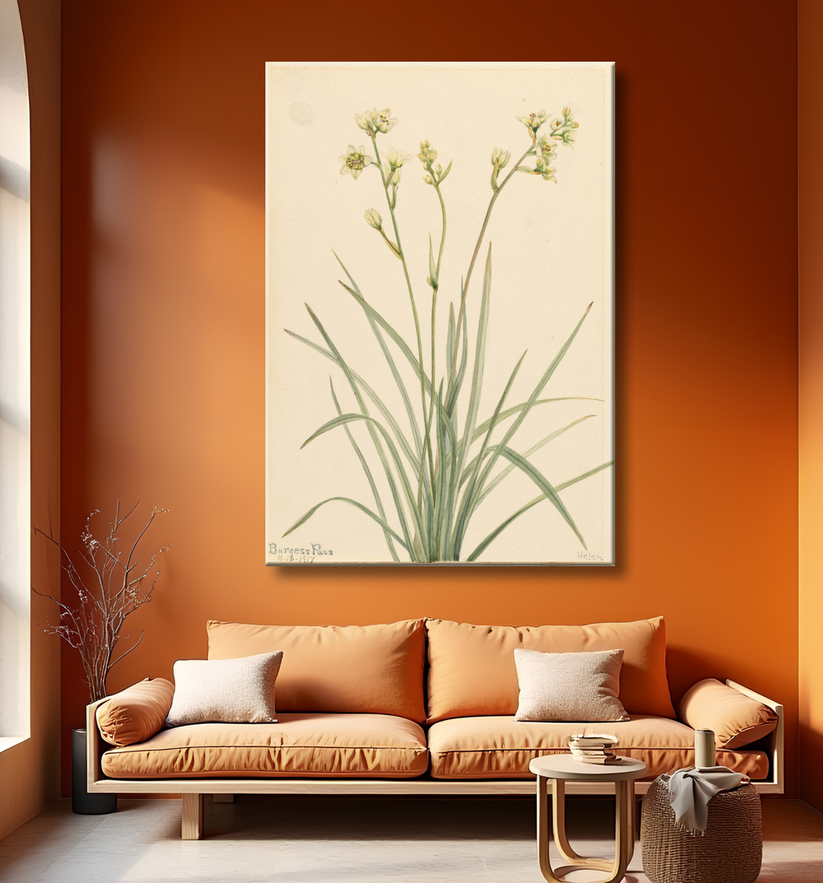 Reproduction Camas de la mort (Zygadenus elegans) de Mary Vaux Walcott, born Philadelphia, PA 1860-died St. Andrews, New Brunswick, Canada 1940 avec decor
