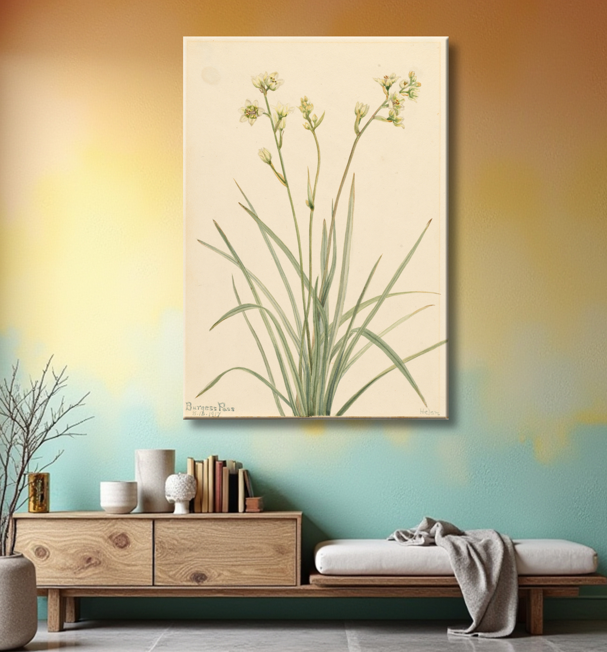 Reproduction Camas de la mort (Zygadenus elegans) de Mary Vaux Walcott, born Philadelphia, PA 1860-died St. Andrews, New Brunswick, Canada 1940 avec decor