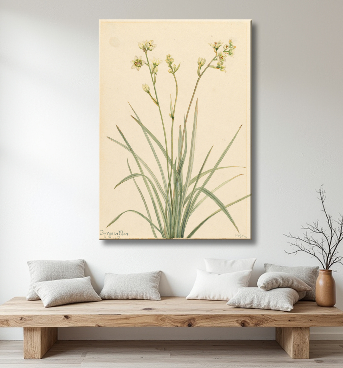 Reproduction Camas de la mort (Zygadenus elegans) de Mary Vaux Walcott, born Philadelphia, PA 1860-died St. Andrews, New Brunswick, Canada 1940 avec decor