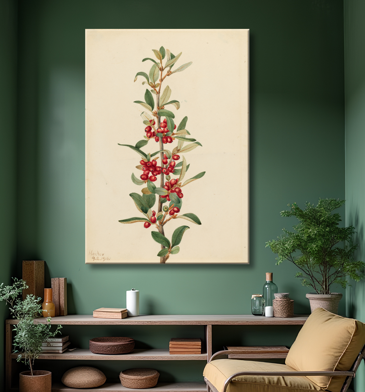 Reproduction Canada Buffaloberry (Lepargyrea canadensis) de Mary Vaux Walcott, born Philadelphia, PA 1860-died St. Andrews, New Brunswick, Canada 1940 avec decor
