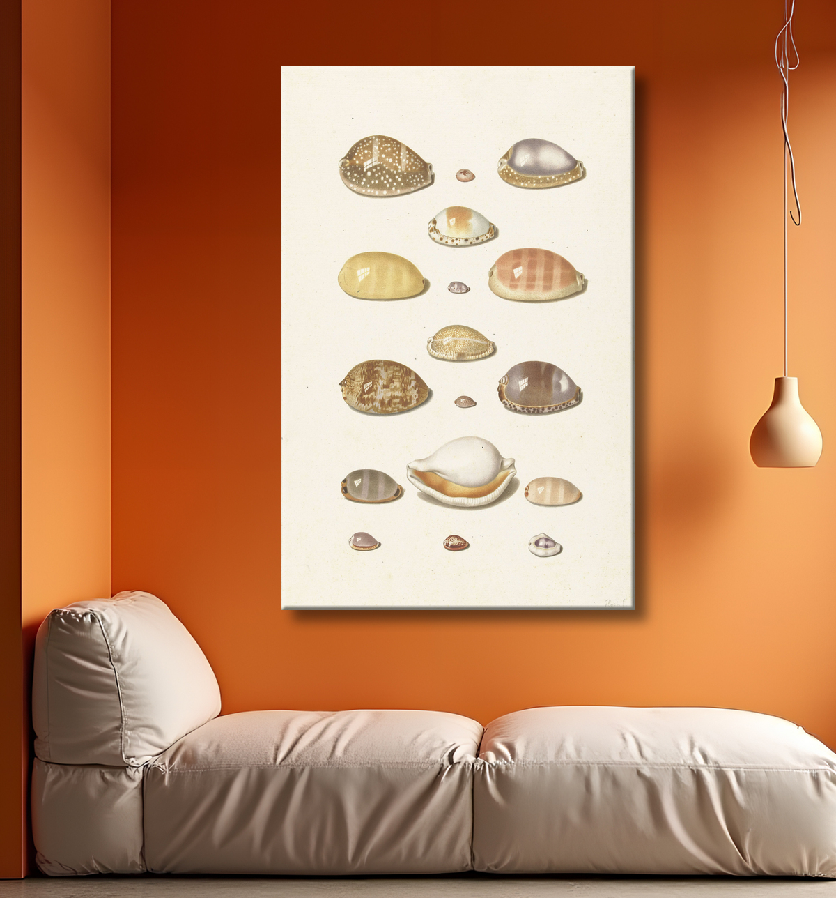 Reproduction Cauris de Johann Gustav Hoch avec decor