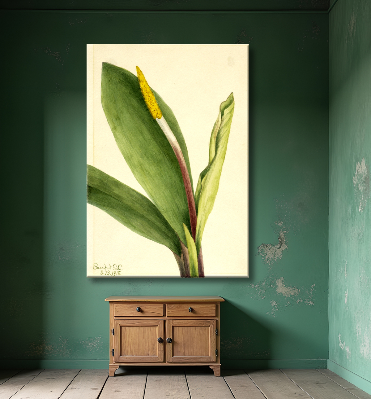 Reproduction Club d'or (Orontium aquaticum) de Mary Vaux Walcott, born Philadelphia, PA 1860-died St. Andrews, New Brunswick, Canada 1940 avec decor