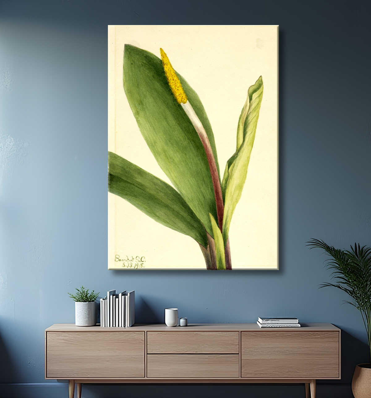 Reproduction Club d'or (Orontium aquaticum) de Mary Vaux Walcott, born Philadelphia, PA 1860-died St. Andrews, New Brunswick, Canada 1940 avec decor