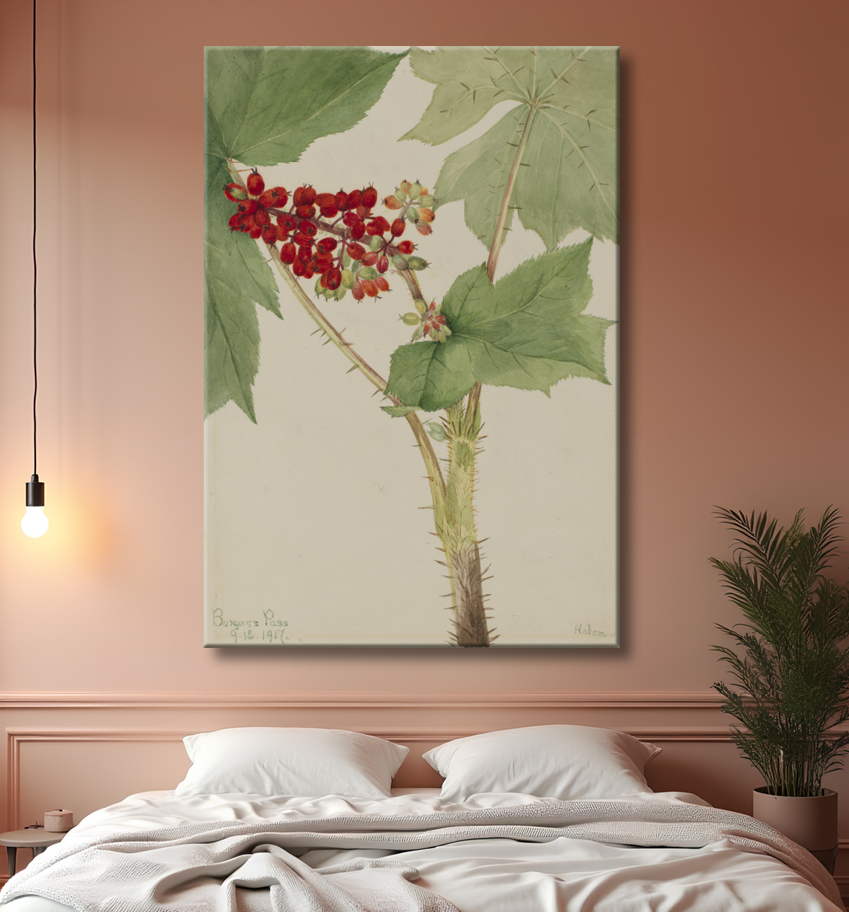 Reproduction Club du diable (Echinopanax horridum) de Mary Vaux Walcott, born Philadelphia, PA 1860-died St. Andrews, New Brunswick, Canada 1940 avec decor