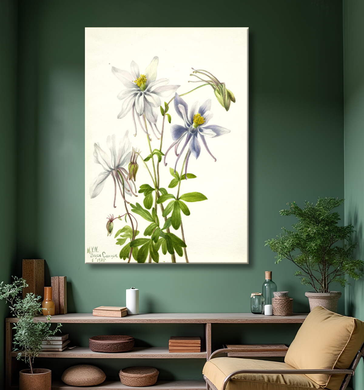 Reproduction Colombine (Aquilegia ecalcarata) de Mary Vaux Walcott, born Philadelphia, PA 1860-died St. Andrews, New Brunswick, Canada 1940 avec decor