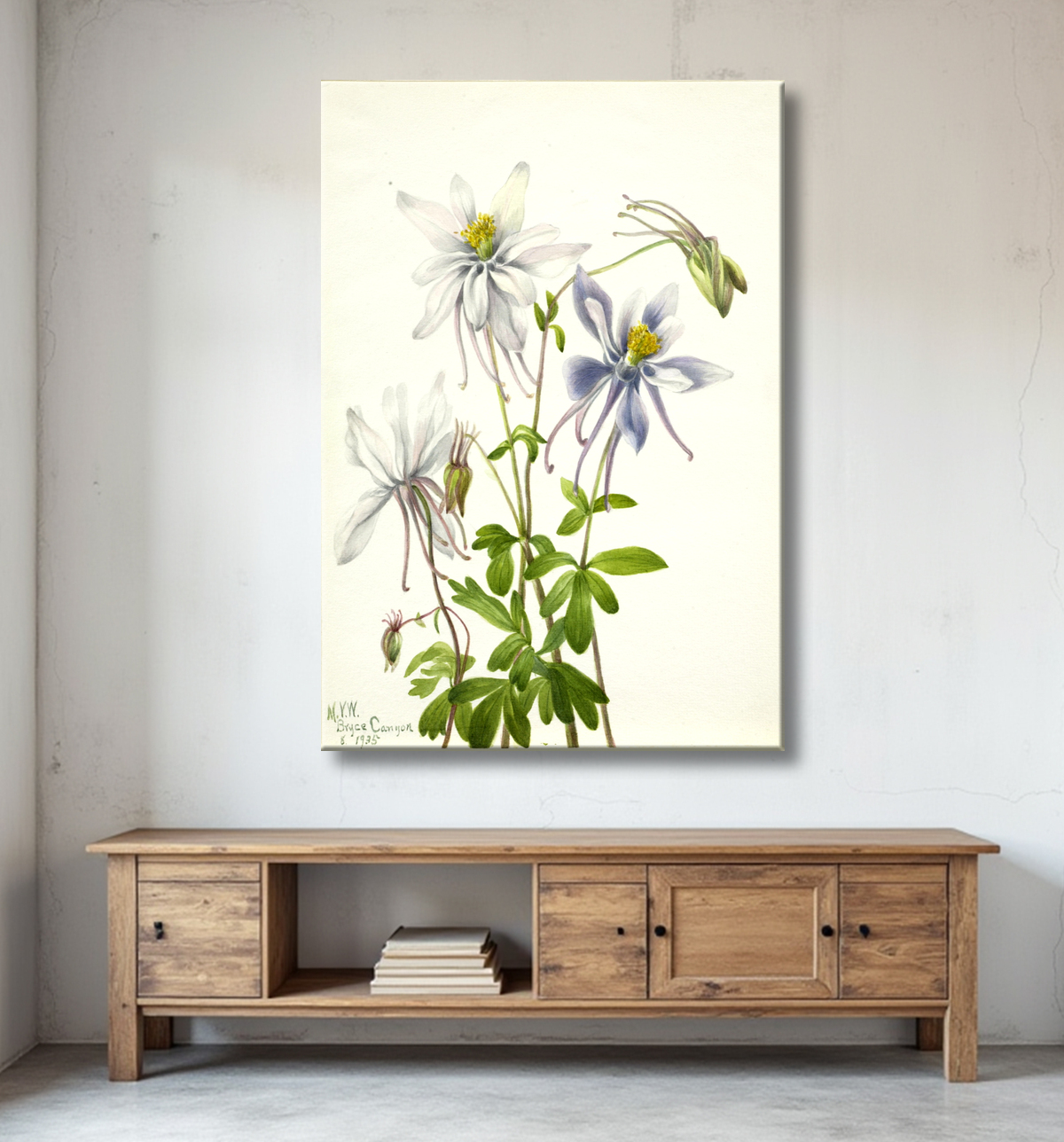 Reproduction Colombine (Aquilegia ecalcarata) de Mary Vaux Walcott, born Philadelphia, PA 1860-died St. Andrews, New Brunswick, Canada 1940 avec decor