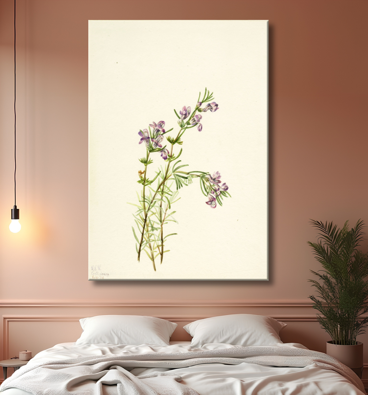 Reproduction Conradina verticillée de Mary Vaux Walcott, born Philadelphia, PA 1860-died St. Andrews, New Brunswick, Canada 1940 avec decor