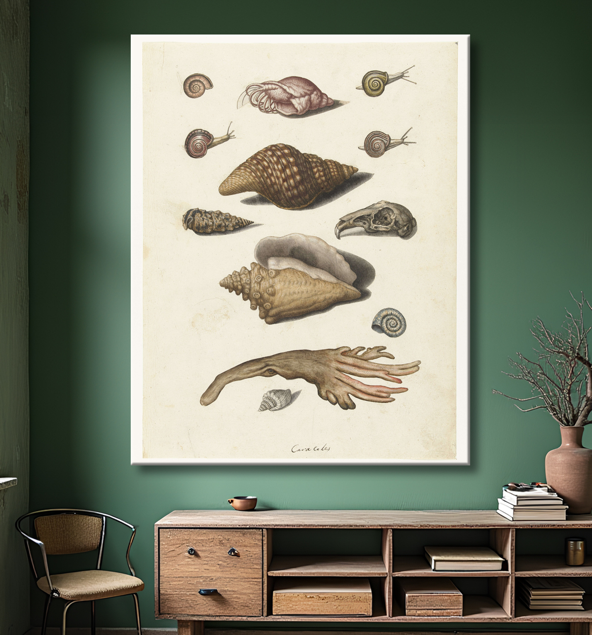 Reproduction Coquillages, algues, escargots et crâne de lapin de anonymous avec decor
