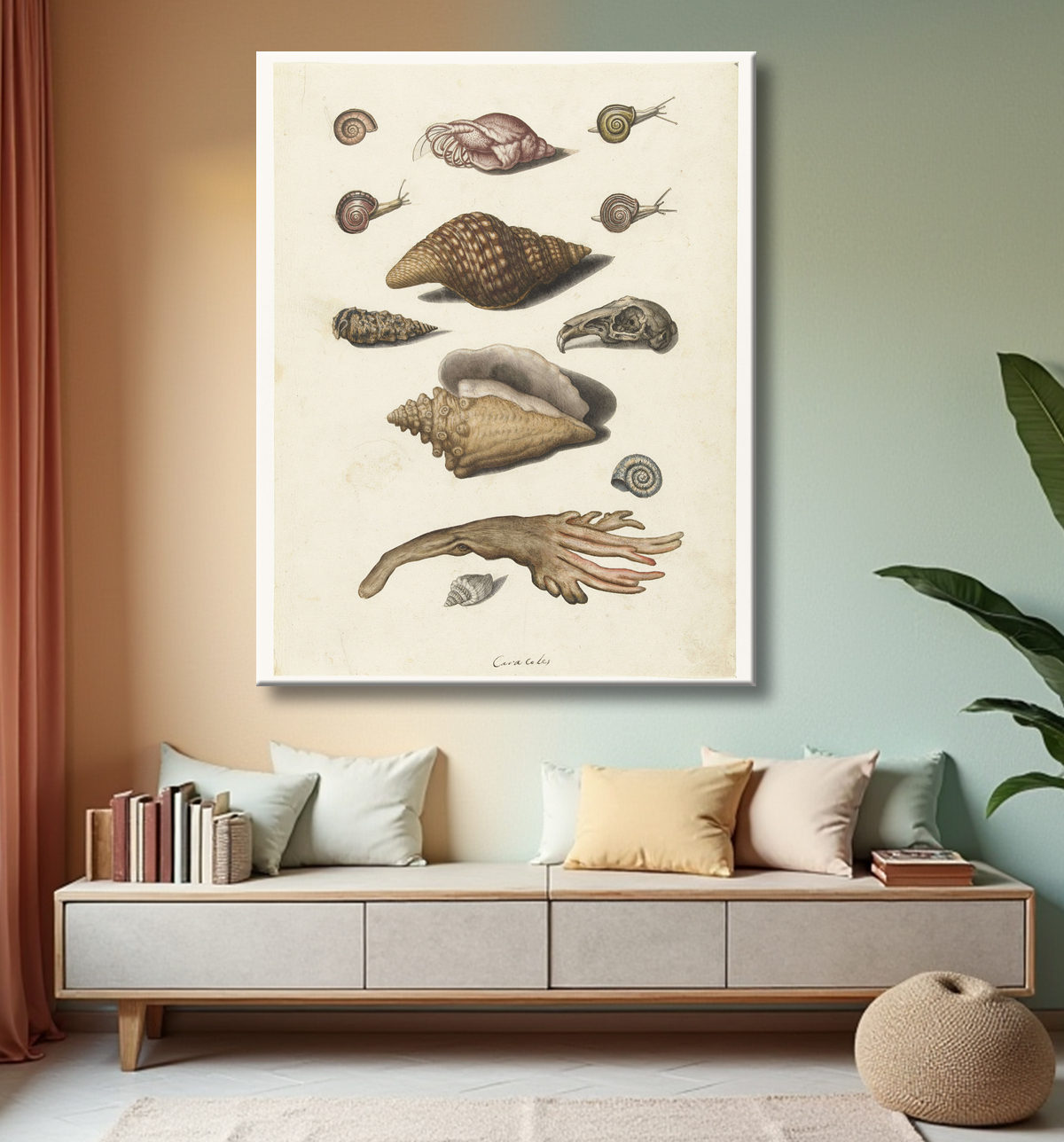Reproduction Coquillages, algues, escargots et crâne de lapin de anonymous avec decor