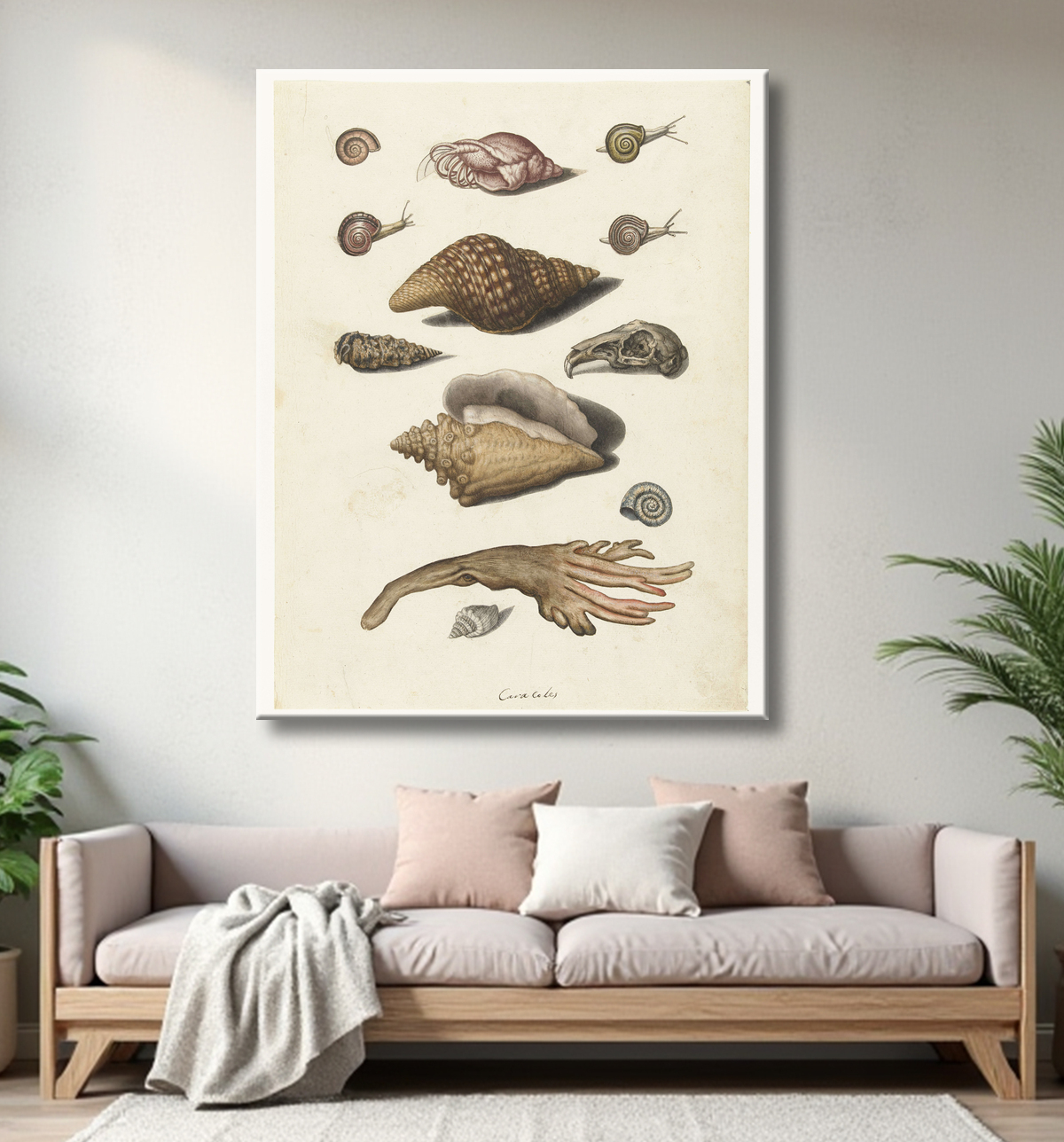 Reproduction Coquillages, algues, escargots et crâne de lapin de anonymous avec decor