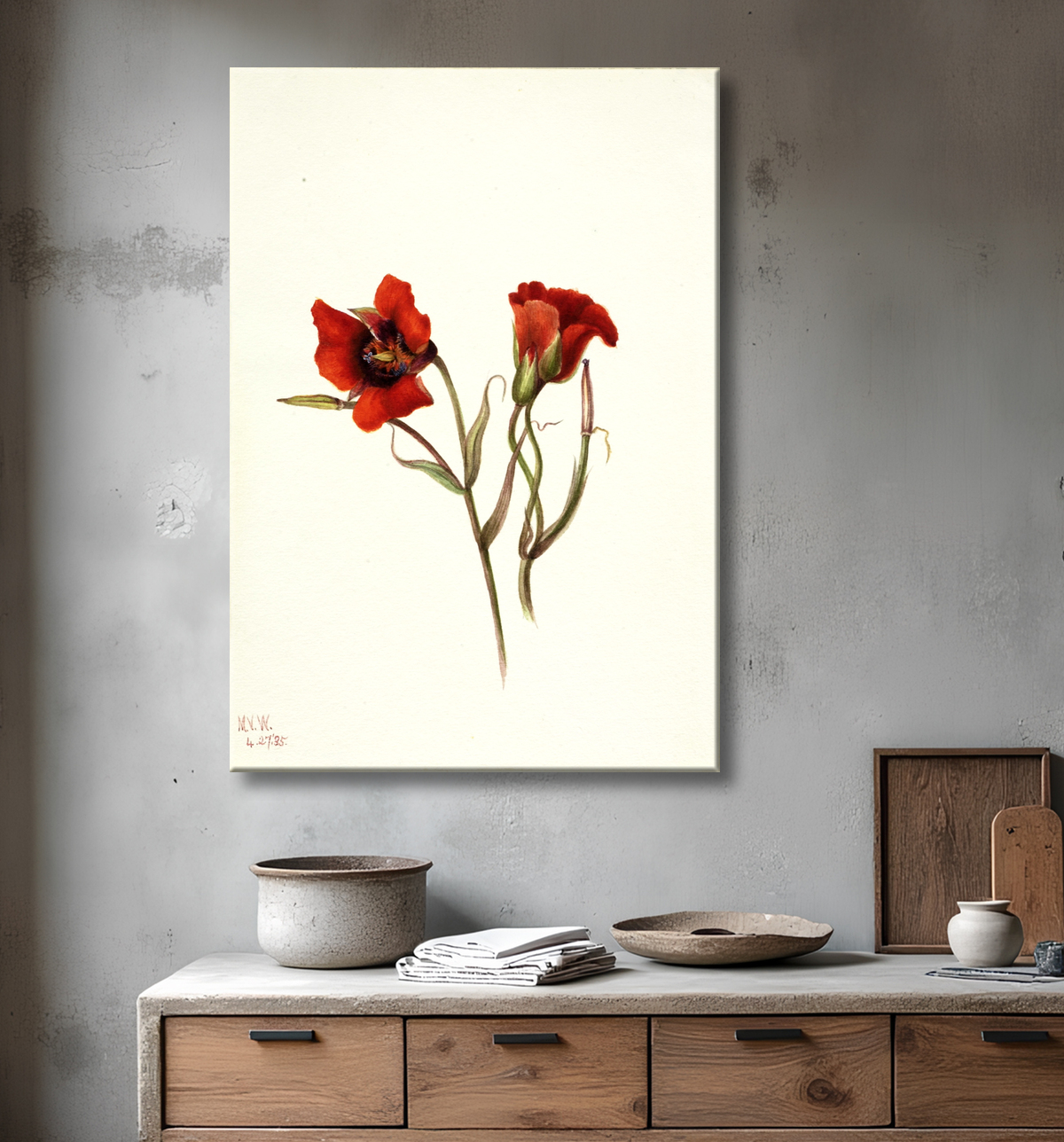Reproduction Désert Mariposa (Calochortus kennedyi) de Mary Vaux Walcott, born Philadelphia, PA 1860-died St. Andrews, New Brunswick, Canada 1940 avec decor