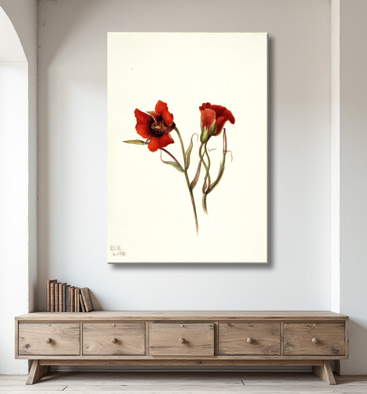 Reproduction Désert Mariposa (Calochortus kennedyi) de Mary Vaux Walcott, born Philadelphia, PA 1860-died St. Andrews, New Brunswick, Canada 1940 avec decor
