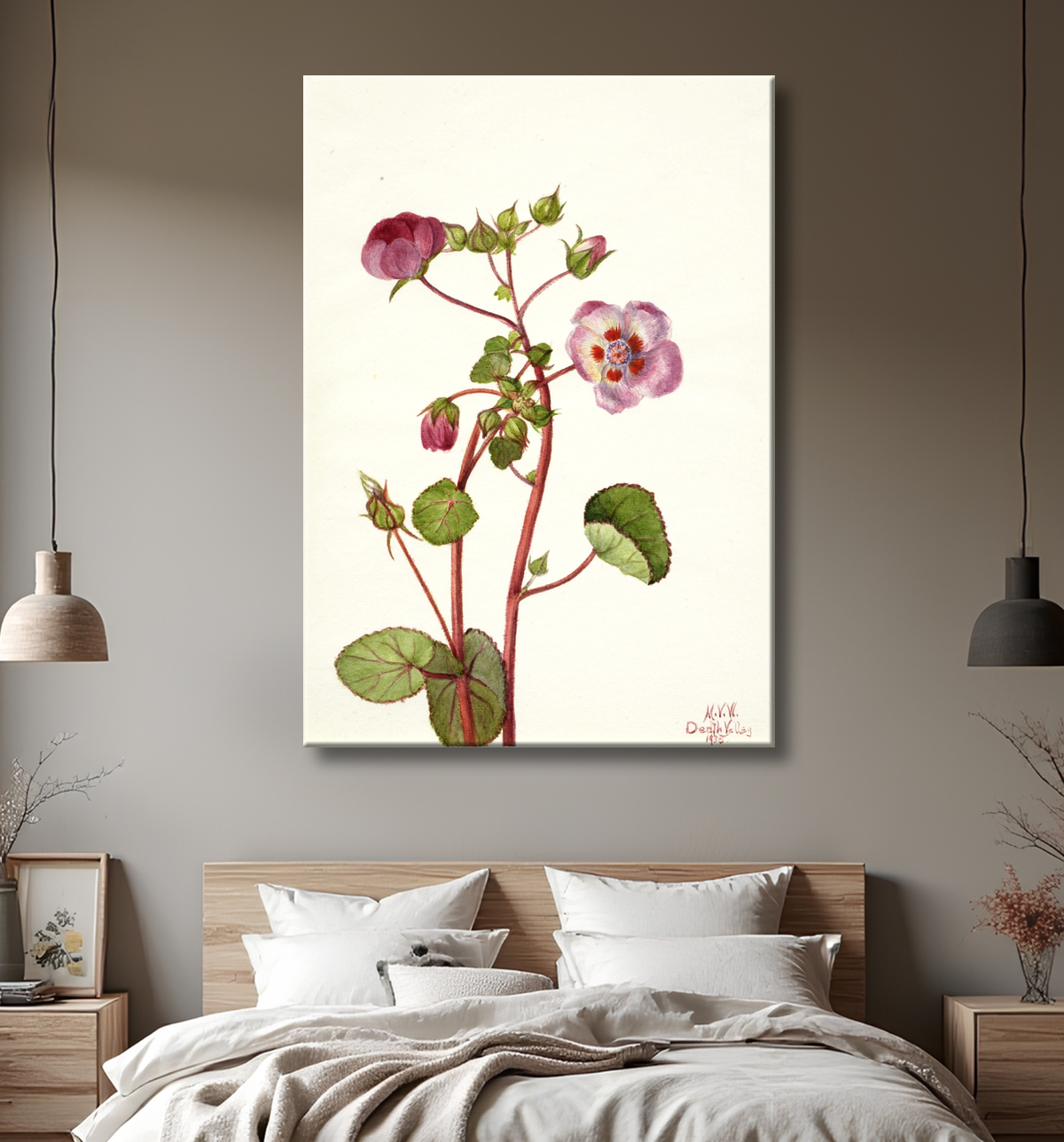 Reproduction Eremalche rotundifolia de Mary Vaux Walcott, born Philadelphia, PA 1860-died St. Andrews, New Brunswick, Canada 1940 avec decor