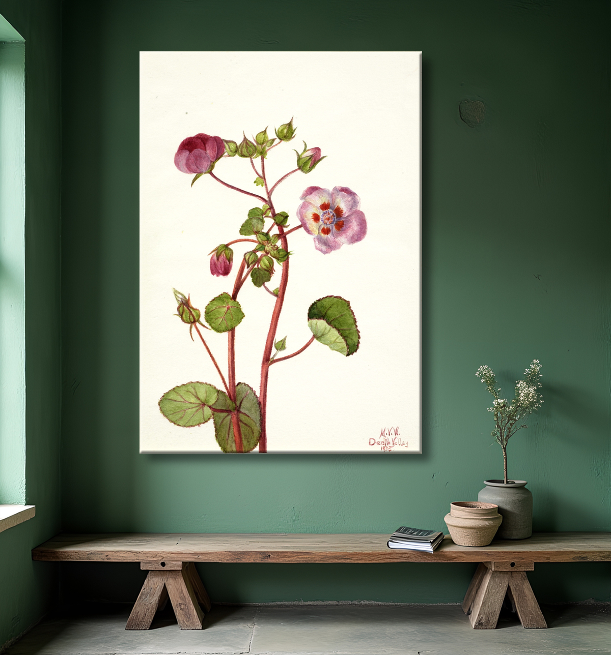 Reproduction Eremalche rotundifolia de Mary Vaux Walcott, born Philadelphia, PA 1860-died St. Andrews, New Brunswick, Canada 1940 avec decor