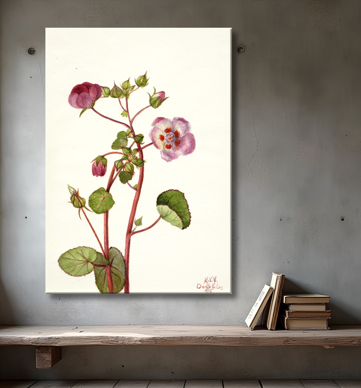 Reproduction Eremalche rotundifolia de Mary Vaux Walcott, born Philadelphia, PA 1860-died St. Andrews, New Brunswick, Canada 1940 avec decor