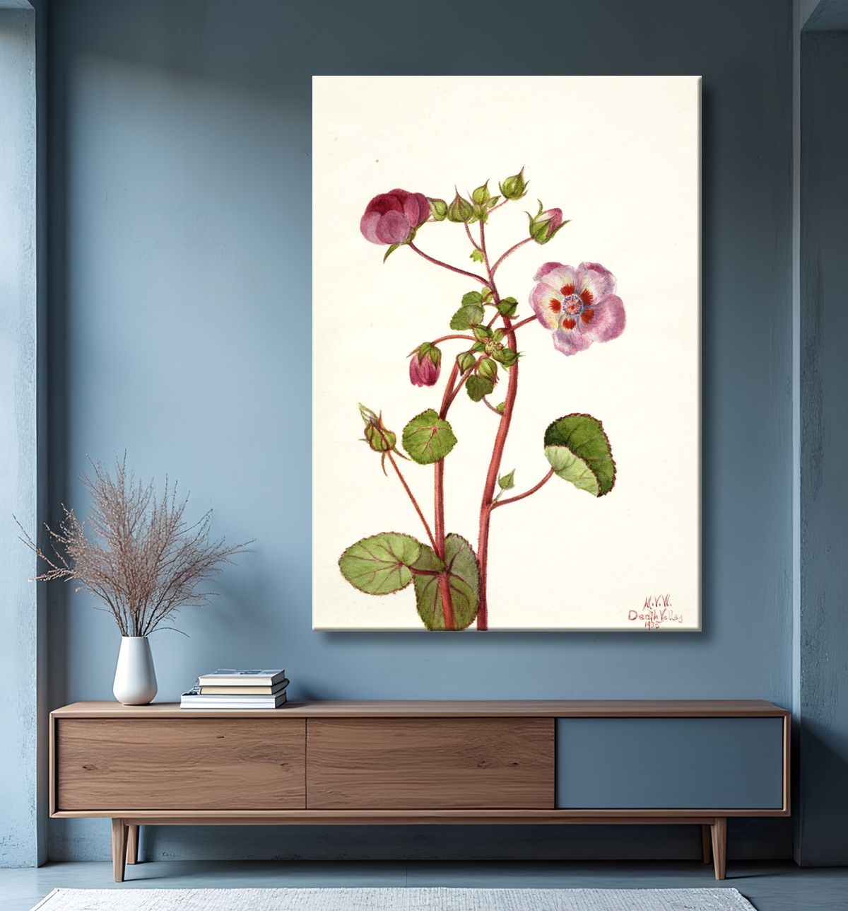 Reproduction Eremalche rotundifolia de Mary Vaux Walcott, born Philadelphia, PA 1860-died St. Andrews, New Brunswick, Canada 1940 avec decor