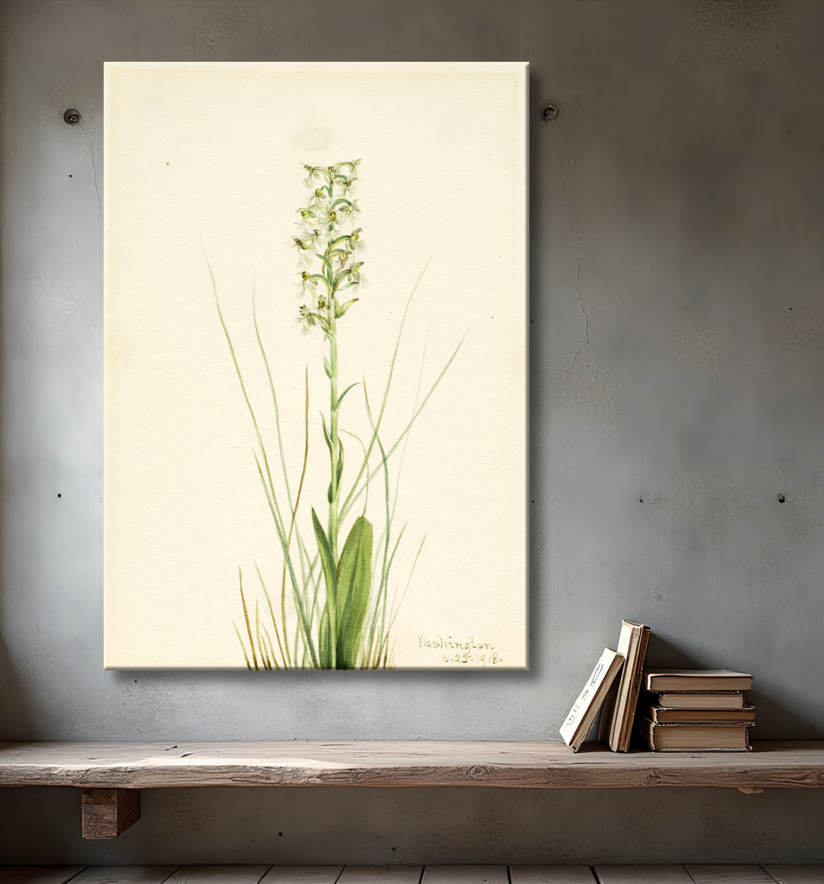 Reproduction Frange-orchidée en lambeaux (Habenaria lacera) de Mary Vaux Walcott, born Philadelphia, PA 1860-died St. Andrews, New Brunswick, Canada 1940 avec decor
