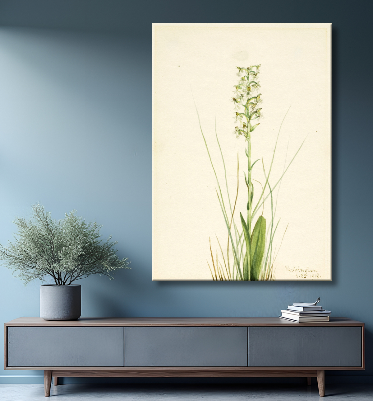 Reproduction Frange-orchidée en lambeaux (Habenaria lacera) de Mary Vaux Walcott, born Philadelphia, PA 1860-died St. Andrews, New Brunswick, Canada 1940 avec decor