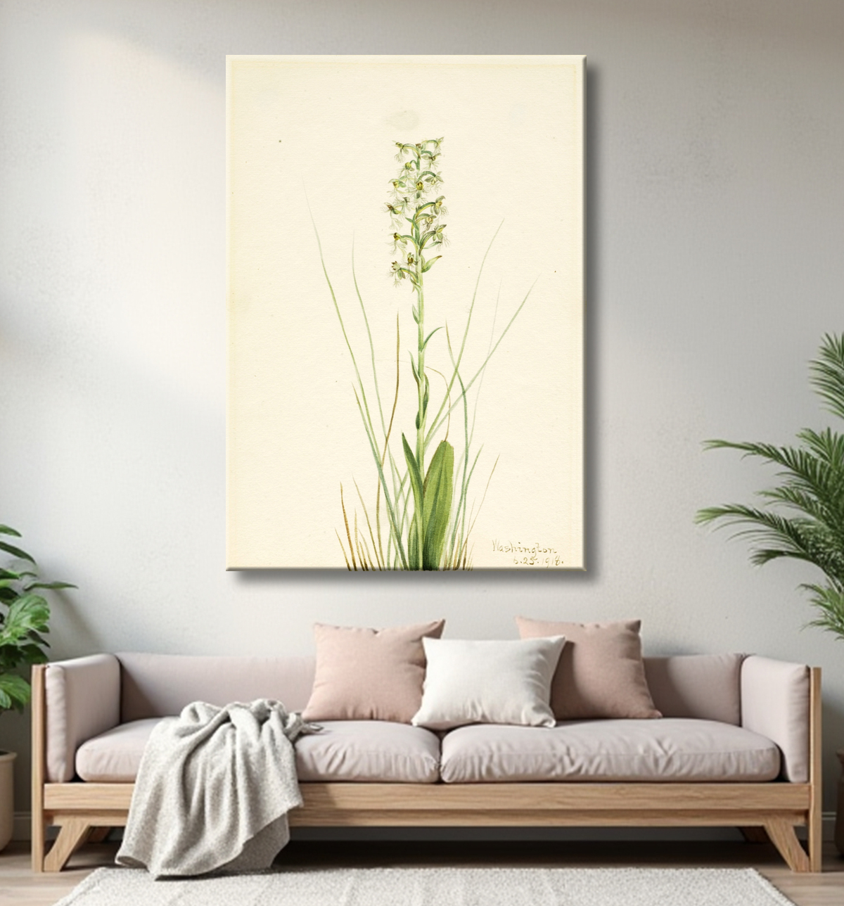 Reproduction Frange-orchidée en lambeaux (Habenaria lacera) de Mary Vaux Walcott, born Philadelphia, PA 1860-died St. Andrews, New Brunswick, Canada 1940 avec decor