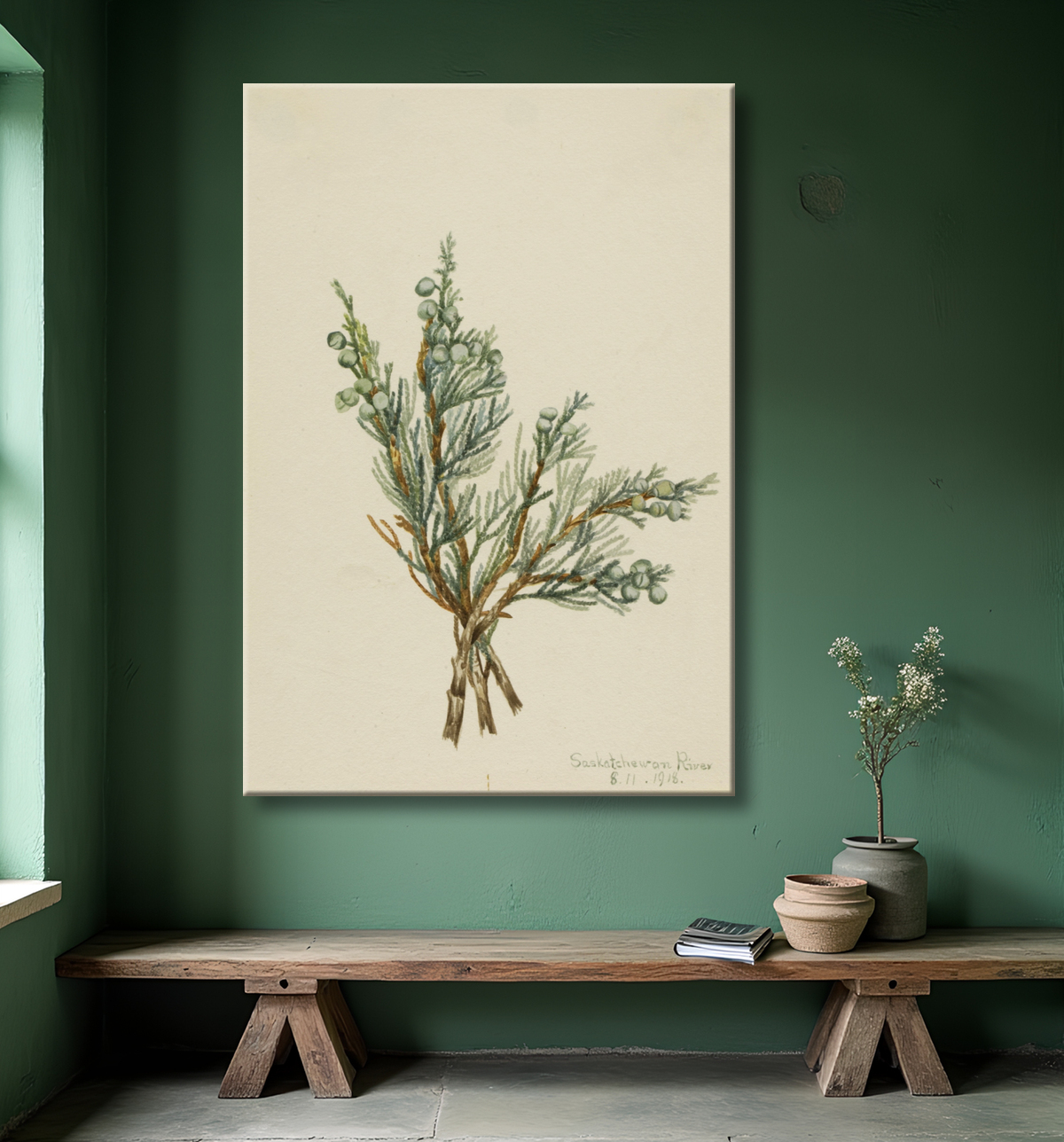 Reproduction Genévrier rampant (Juniperus horizontalis) de Mary Vaux Walcott, born Philadelphia, PA 1860-died St. Andrews, New Brunswick, Canada 1940 avec decor
