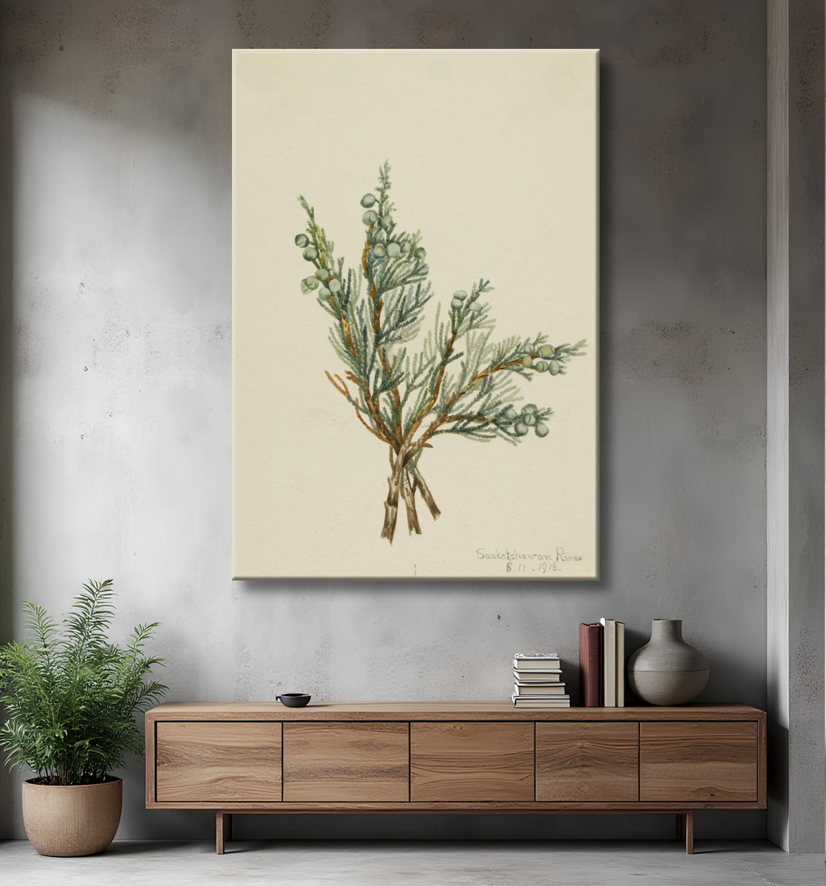 Reproduction Genévrier rampant (Juniperus horizontalis) de Mary Vaux Walcott, born Philadelphia, PA 1860-died St. Andrews, New Brunswick, Canada 1940 avec decor