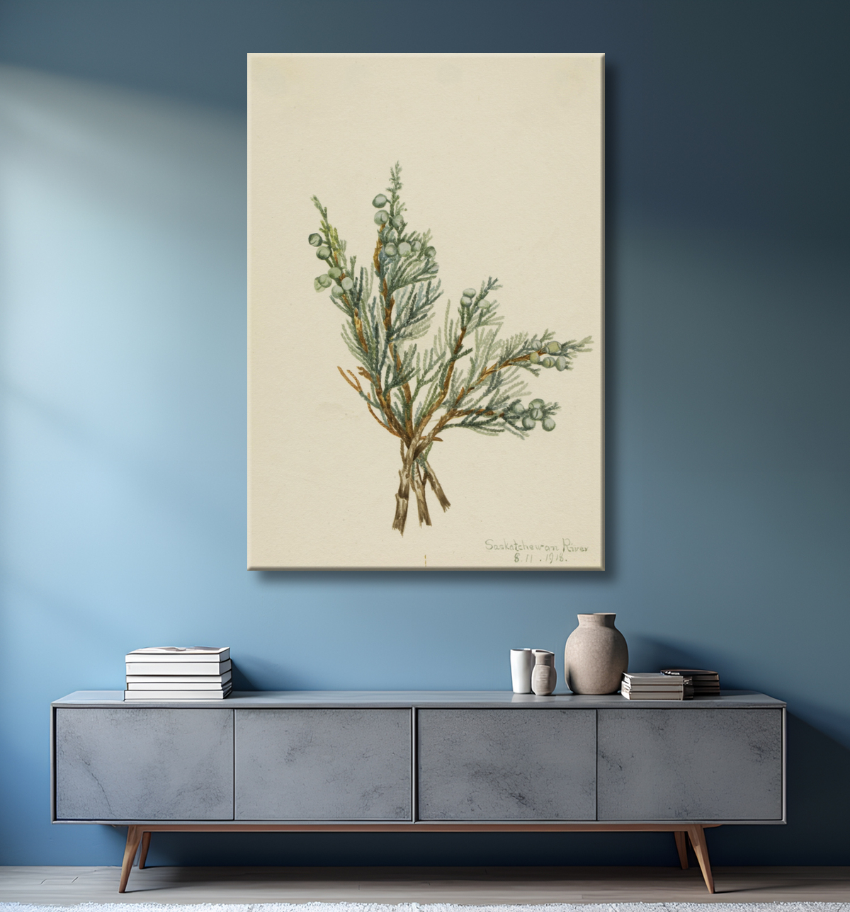 Reproduction Genévrier rampant (Juniperus horizontalis) de Mary Vaux Walcott, born Philadelphia, PA 1860-died St. Andrews, New Brunswick, Canada 1940 avec decor