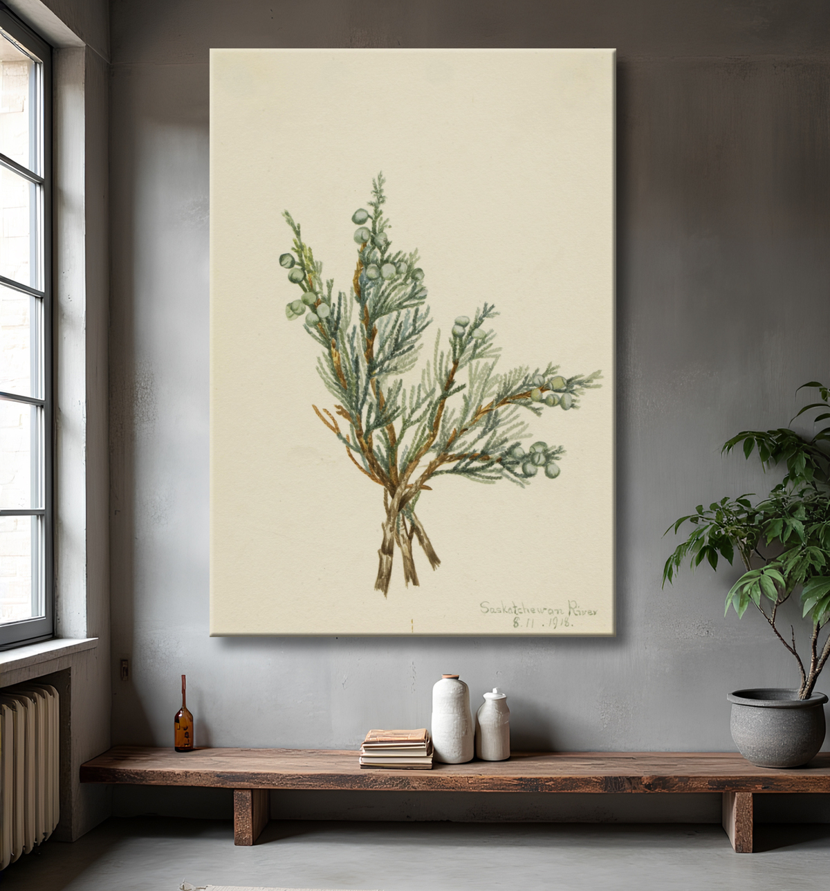 Reproduction Genévrier rampant (Juniperus horizontalis) de Mary Vaux Walcott, born Philadelphia, PA 1860-died St. Andrews, New Brunswick, Canada 1940 avec decor