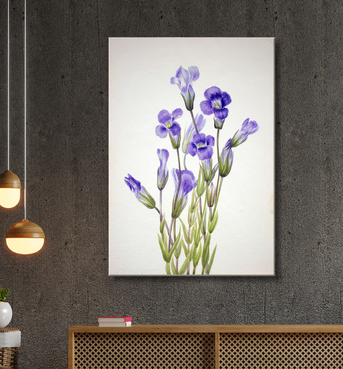 Reproduction Gentiane frangée (Gentiana elegana) de Mary Vaux Walcott, born Philadelphia, PA 1860-died St. Andrews, New Brunswick, Canada 1940 avec decor