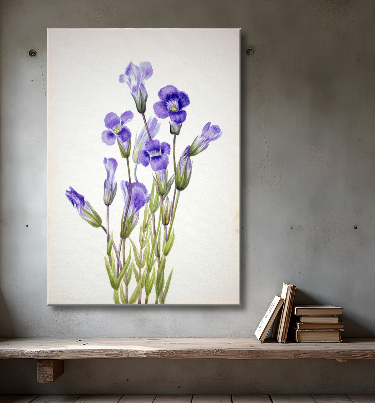 Reproduction Gentiane frangée (Gentiana elegana) de Mary Vaux Walcott, born Philadelphia, PA 1860-died St. Andrews, New Brunswick, Canada 1940 avec decor