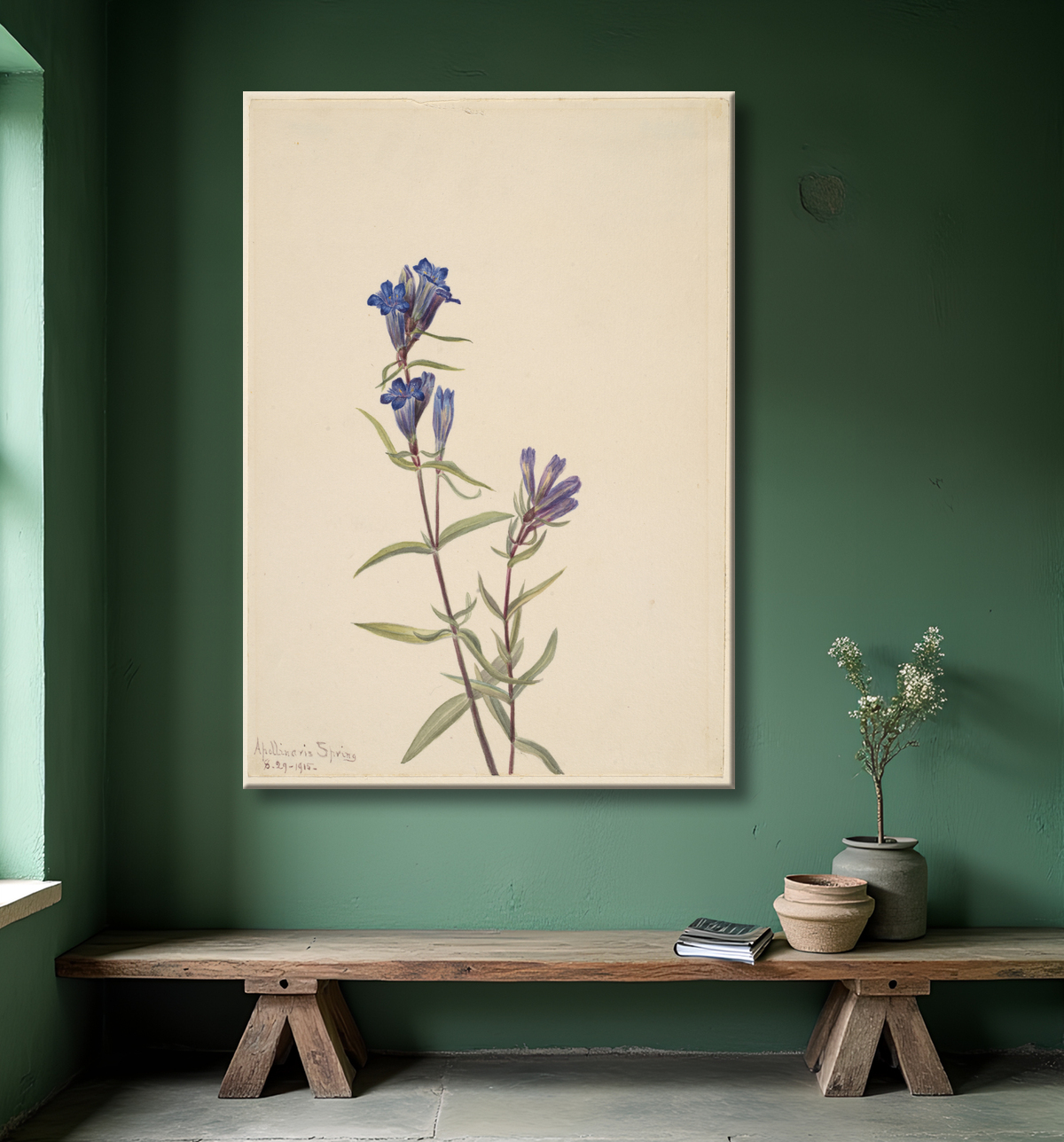 Reproduction Gentiane (Gentiana affinis) de Mary Vaux Walcott, born Philadelphia, PA 1860-died St. Andrews, New Brunswick, Canada 1940 avec decor