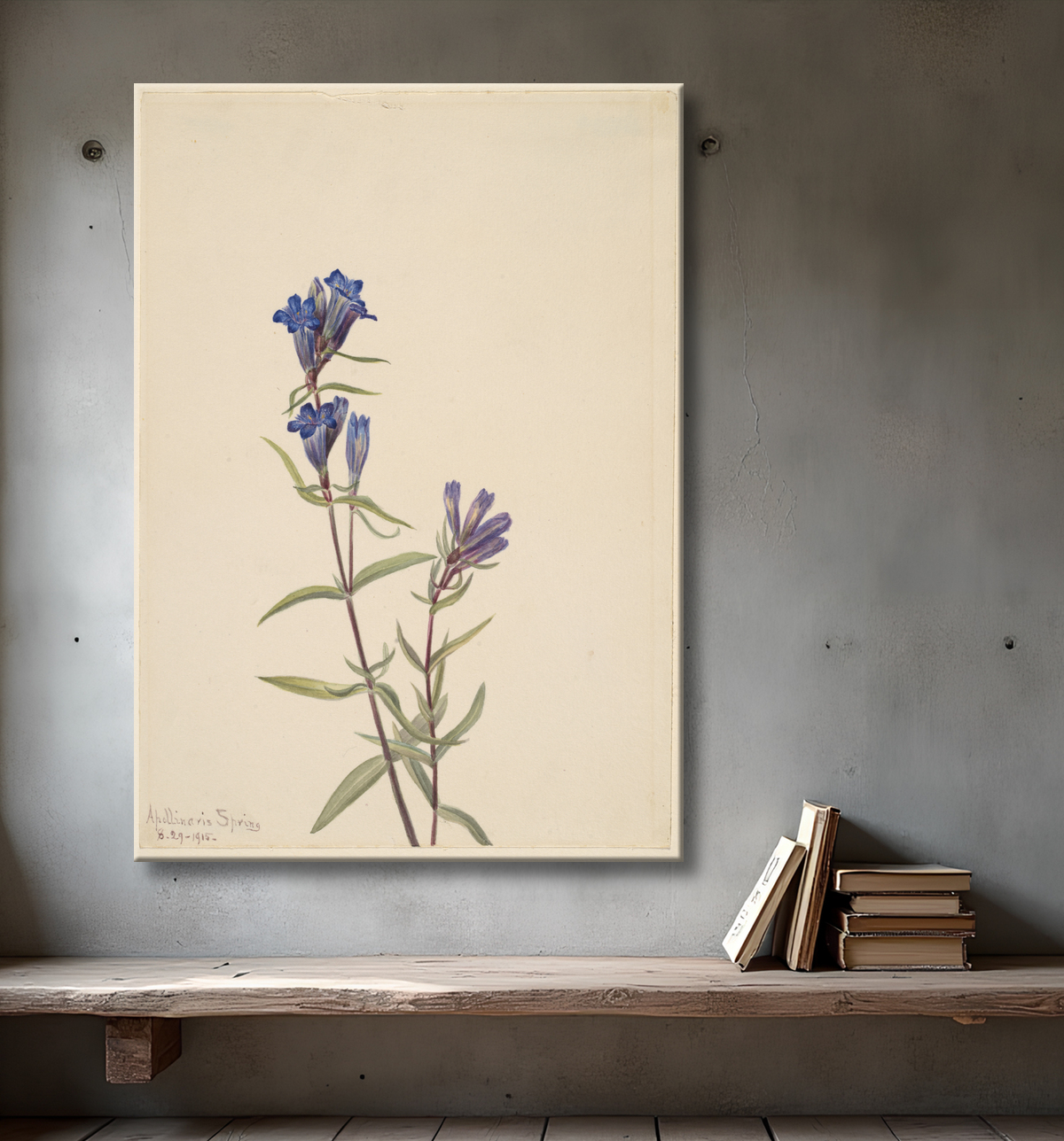Reproduction Gentiane (Gentiana affinis) de Mary Vaux Walcott, born Philadelphia, PA 1860-died St. Andrews, New Brunswick, Canada 1940 avec decor