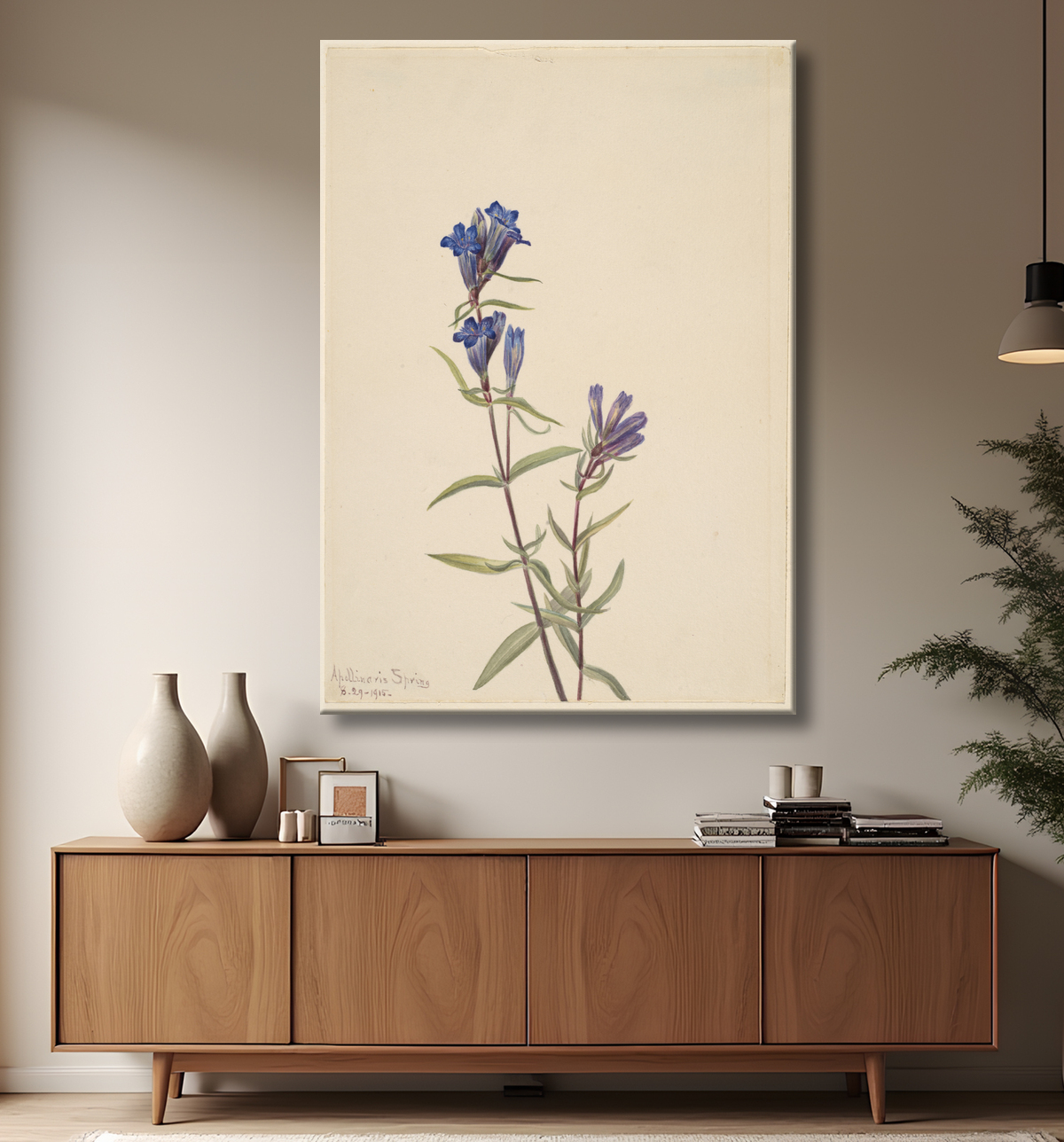 Reproduction Gentiane (Gentiana affinis) de Mary Vaux Walcott, born Philadelphia, PA 1860-died St. Andrews, New Brunswick, Canada 1940 avec decor