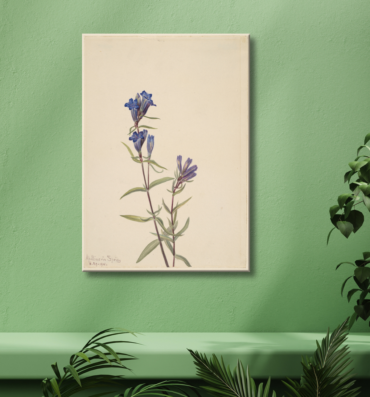 Reproduction Gentiane (Gentiana affinis) de Mary Vaux Walcott, born Philadelphia, PA 1860-died St. Andrews, New Brunswick, Canada 1940 avec decor