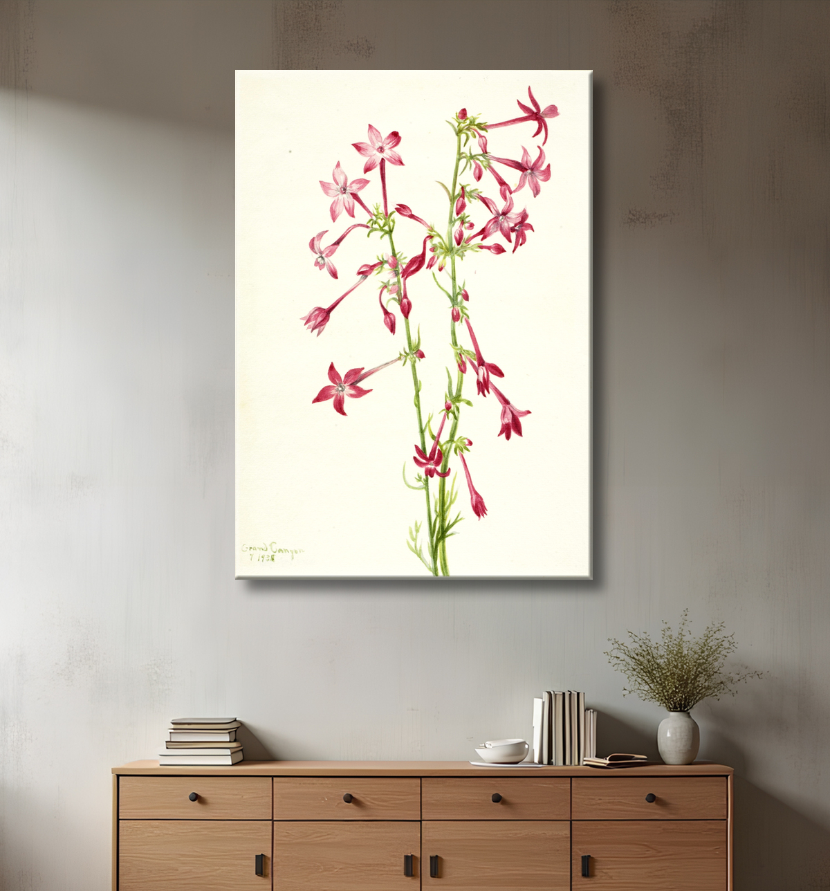 Reproduction Gilia écarlate (Gilia aggregata) de Mary Vaux Walcott, born Philadelphia, PA 1860-died St. Andrews, New Brunswick, Canada 1940 avec decor