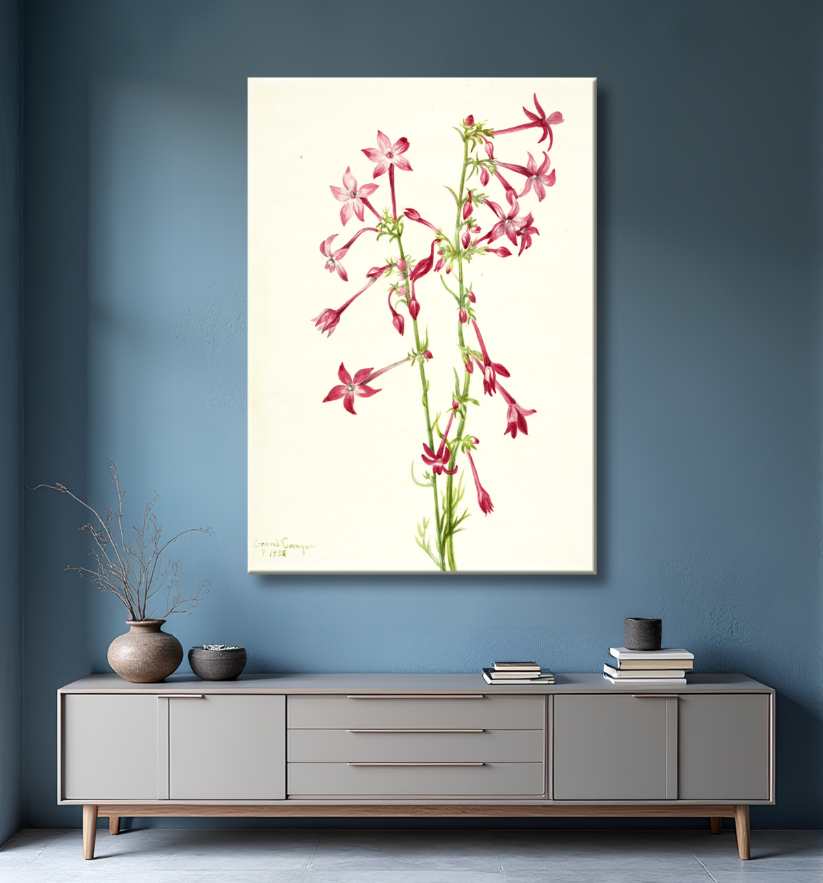Reproduction Gilia écarlate (Gilia aggregata) de Mary Vaux Walcott, born Philadelphia, PA 1860-died St. Andrews, New Brunswick, Canada 1940 avec decor